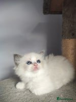 Ragdoll cats - Advert 15