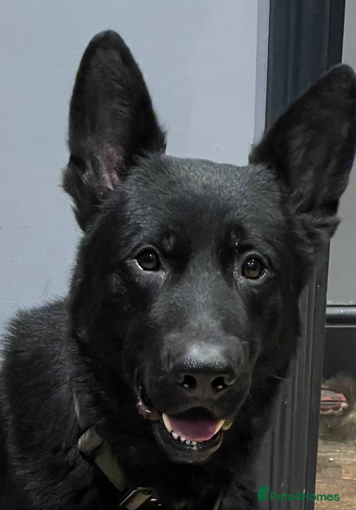 German Shepherd dogs Black, Pedigree German shepherd male - 3 years old - Advert 3