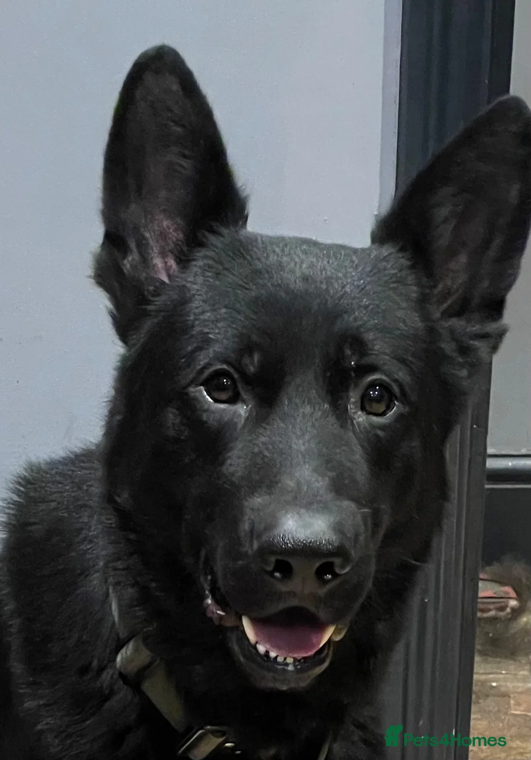 German Shepherd dogs for sale: Black, Pedigree German shepherd male - 3 years old - Advert 1