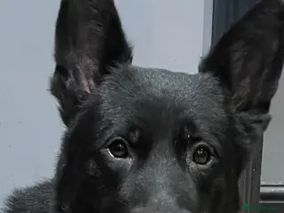 German Shepherd dogs Black, Pedigree German shepherd male - 3 years old - Advert 1