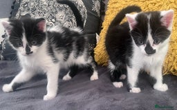 Mixed Breed cats for sale: Kittens for sale - Image 7