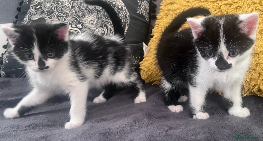Mixed Breed cats for sale: Kittens for sale - Image 7