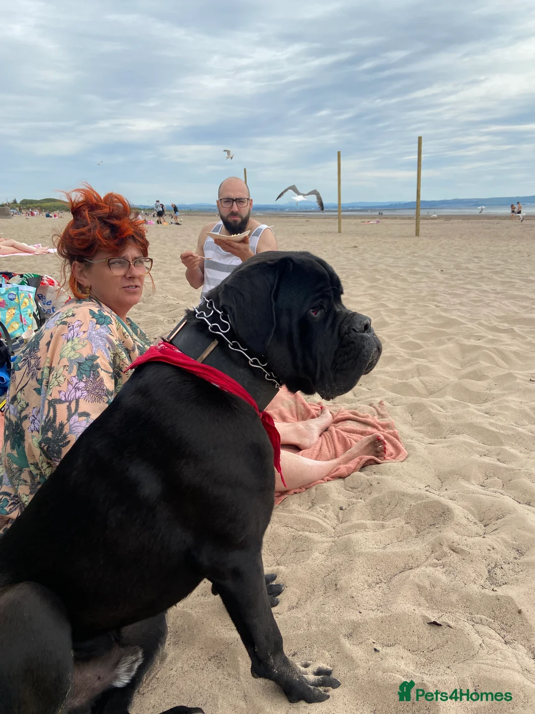 Cane Corso dogs for stud: Cane Corso stud with 8 generations pedigree, ICCF in Glasgow - Advert 2