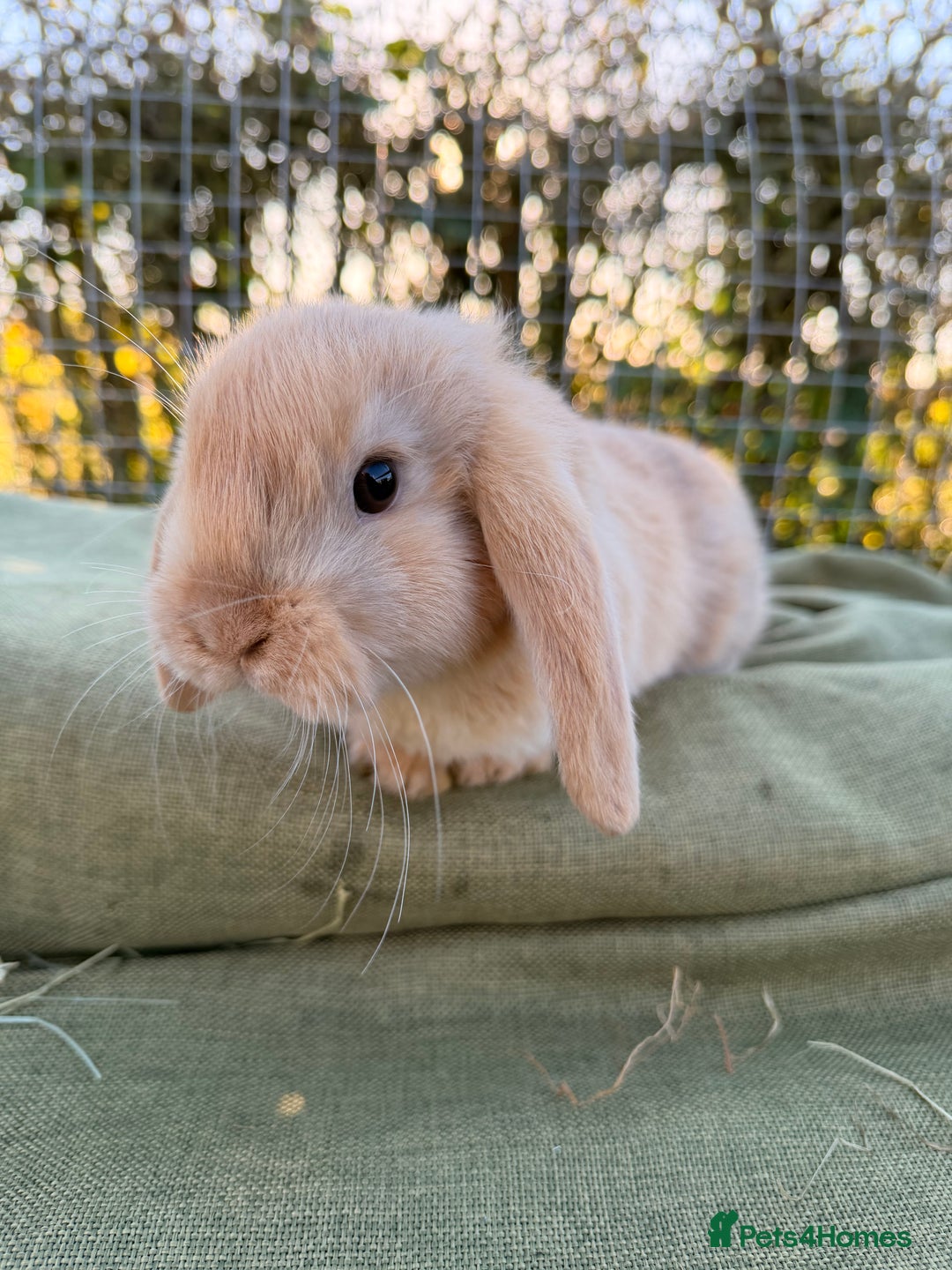 Mini Lop rabbits for sale: Mini Lop bunnies  - Advert 2