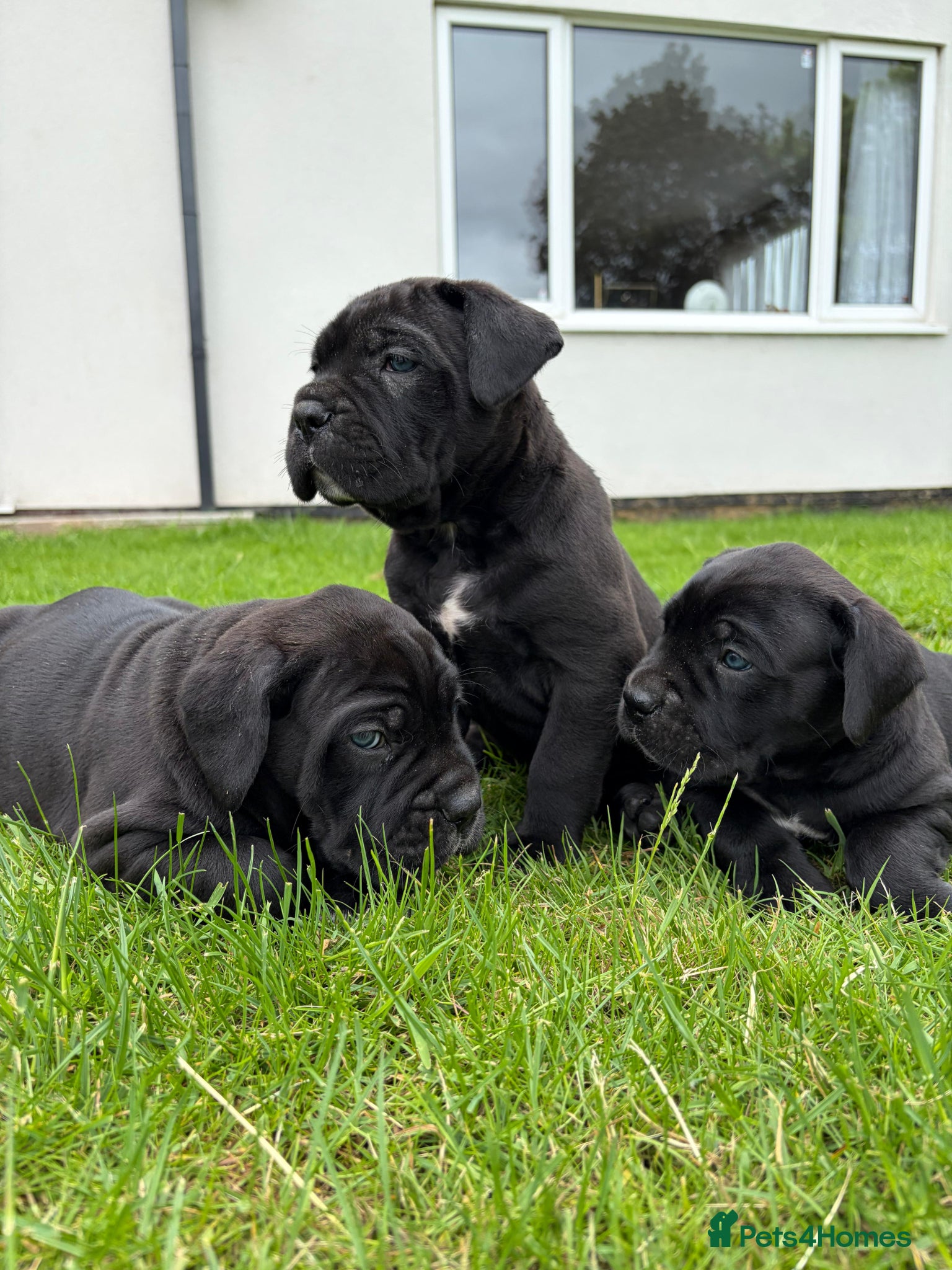 Cane Corso dogs for sale: BEAUTIFUL CANE CORSO PUPPIES in Walsall - Advert 3