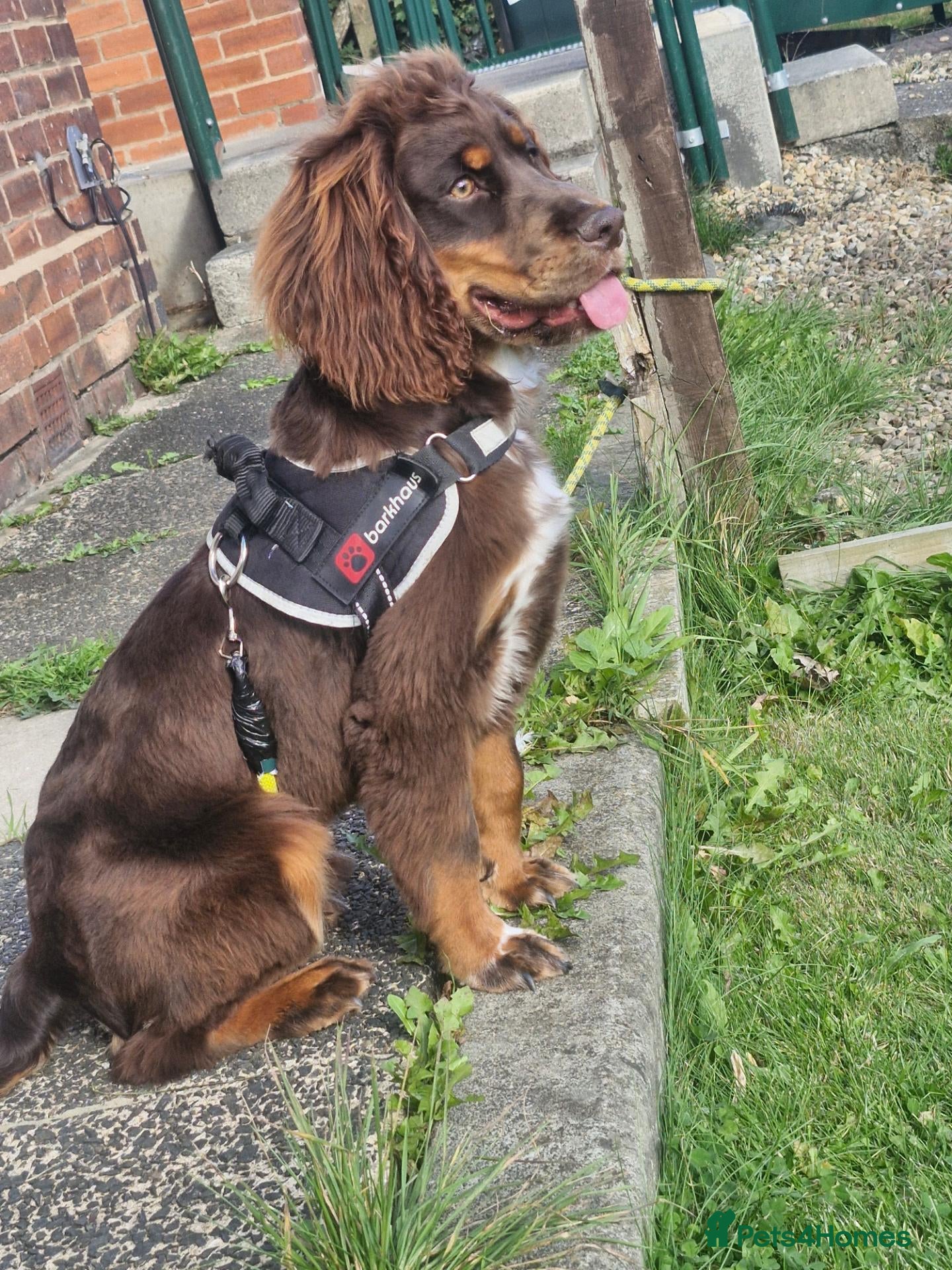 Cocker Spaniel dogs for sale: Cocker spaniel  - Advert 4