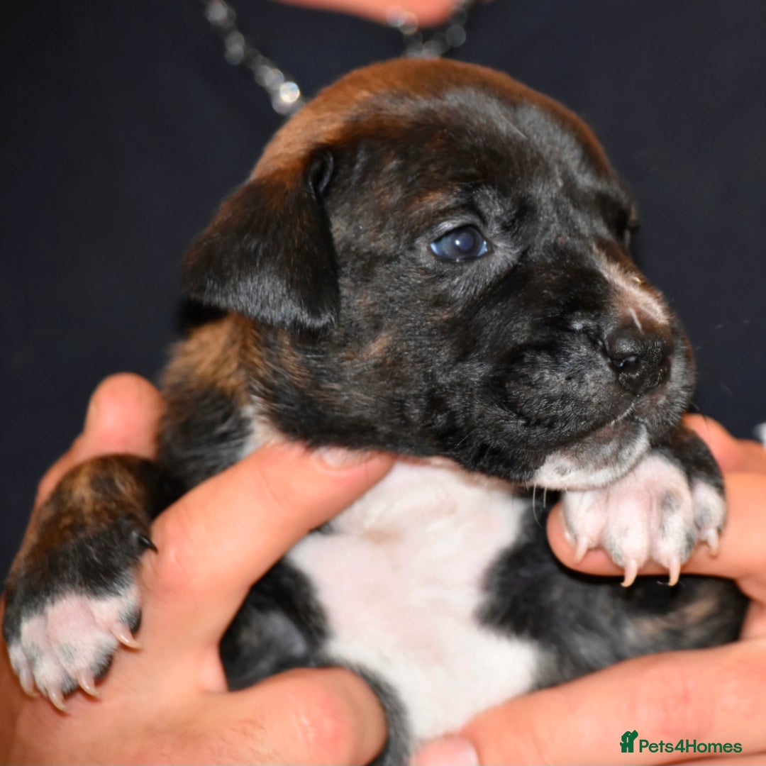 Belgian Shepherd Dog dogs for sale: Exceptional Herders from World-Class Lines - Image 18