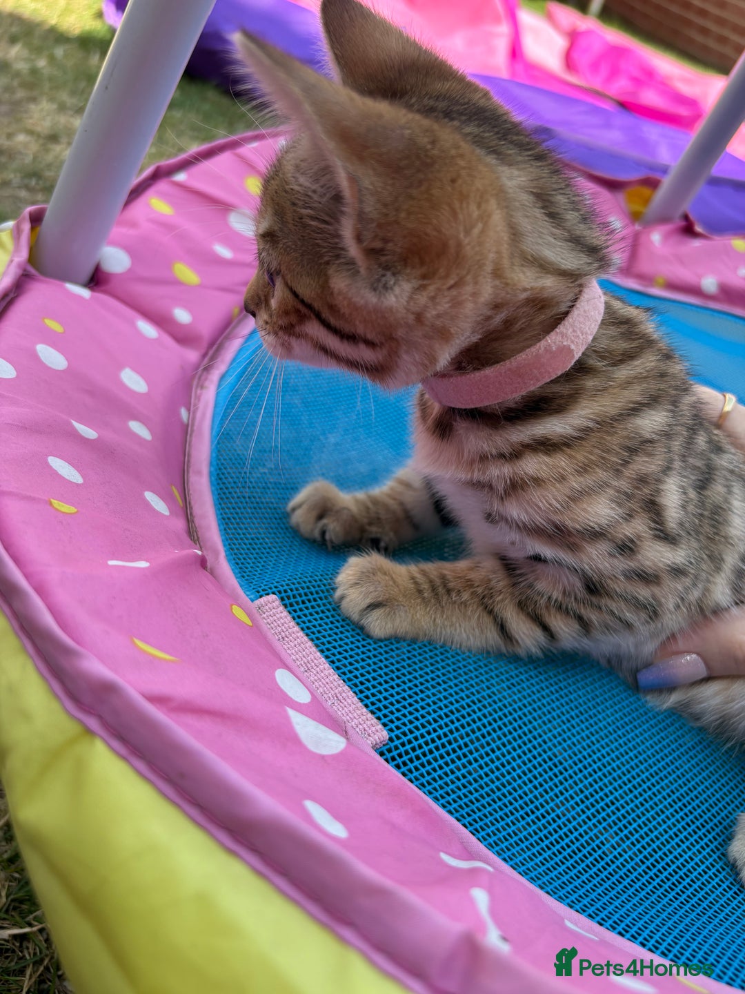Bengal cats for sale: Beautiful litter of spotted Bengal kittens - Ready - Image 27
