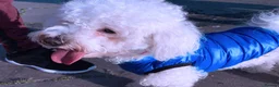 Bichon Frise dogs for sale: Bichon frise for adoption  - Advert 18
