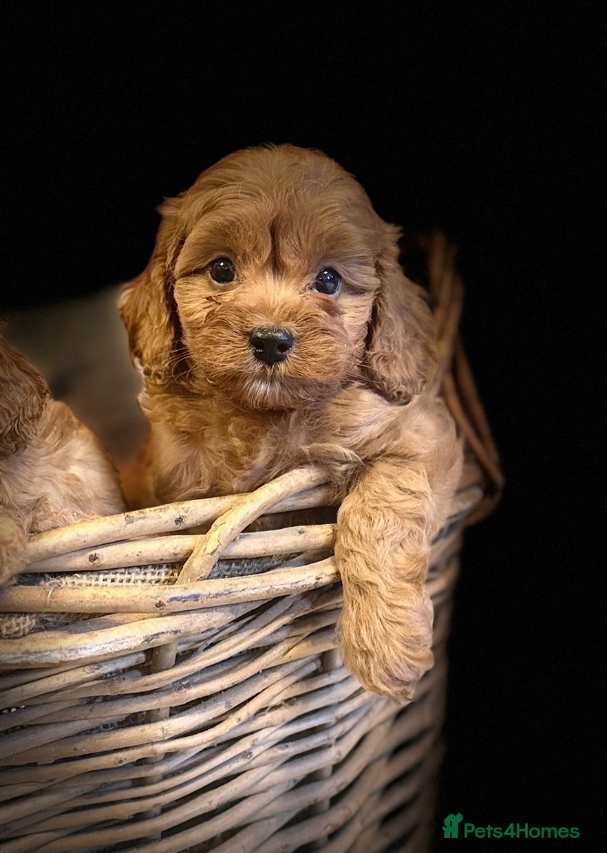 Cavapoo dogs Fox red and Apricot Pups  - Advert 2