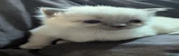Ragdoll cats for sale: 🩵 beautiful blue point boy 🩵 - Advert 4