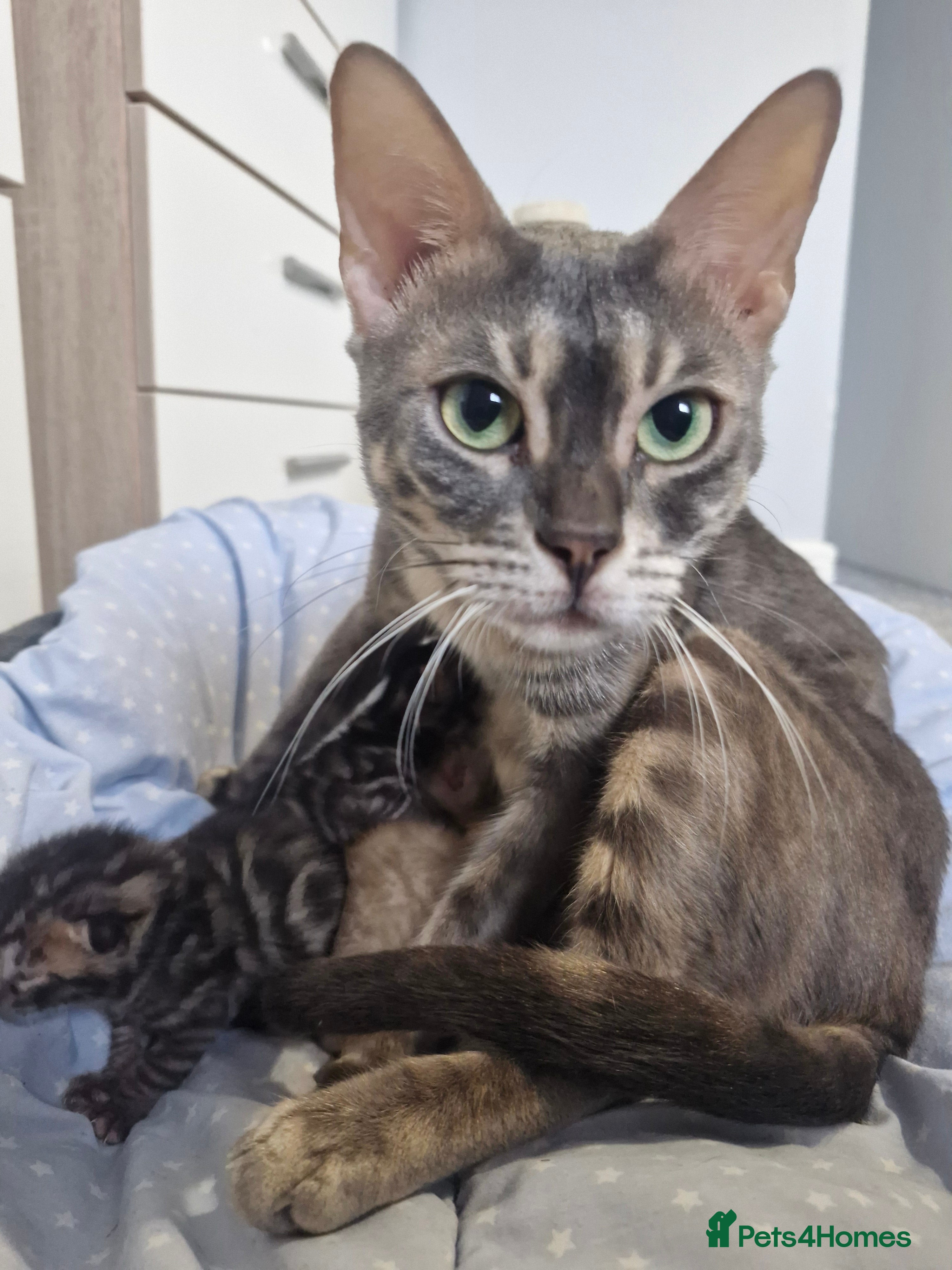 Bengal cats Genetic Health Tested Snow & Brown Bengal Kittens - Advert 3