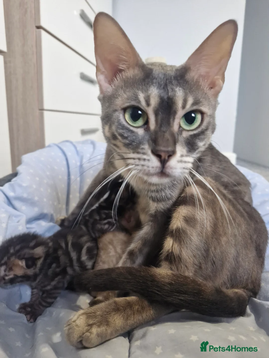 Bengal cats for sale: Genetic Health Tested Snow & Brown Bengal Kittens - Advert 3