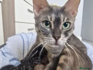 Bengal cats Genetic Health Tested Snow & Brown Bengal Kittens - Advert 3