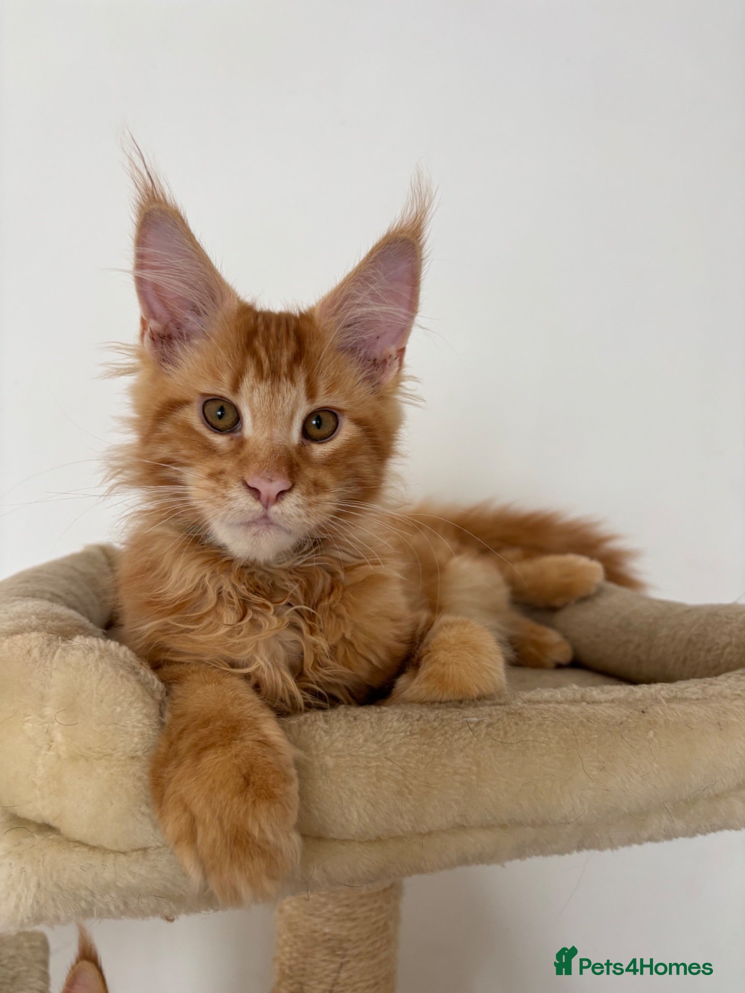 Maine Coon cats Ready Now TICA Registered Male Maine Coon Kitten - Advert 17