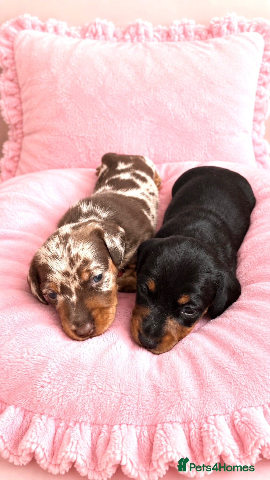 Miniature Dachshund dogs 5★ LICENSED BREEDER, KC registered, PRA clear  - Advert 1