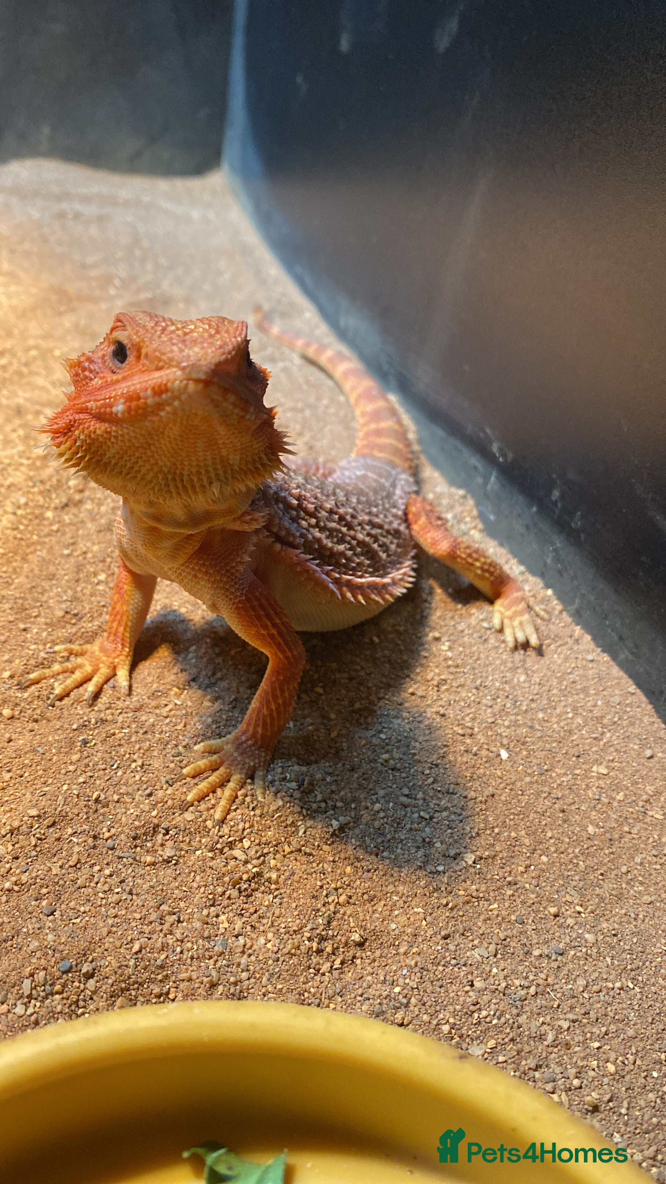 Bearded Dragon reptiles Willing To Rescue Bearded Dragons  - Advert 1