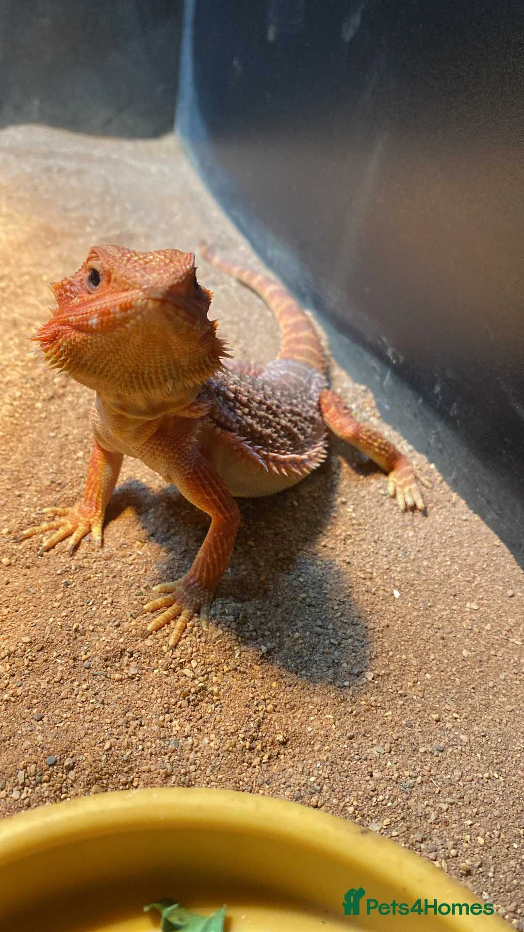 Bearded Dragon reptiles for sale: Willing To Rescue Bearded Dragons  - Advert 1
