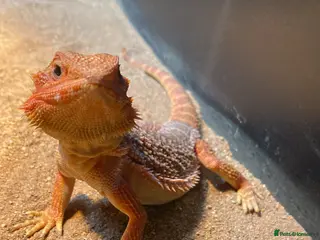 Bearded Dragon reptiles Willing To Rescue Bearded Dragons - Advert 1