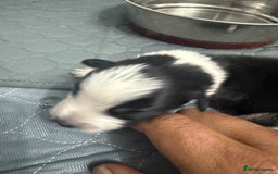 Border Collie dogs for sale: Border collie pups - Image 21