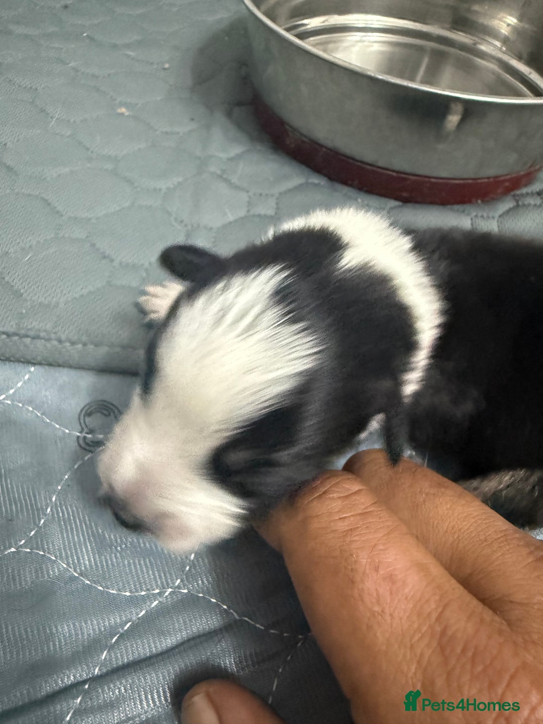 Border Collie dogs for sale: Border collie pups - Image 21