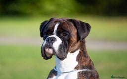 Boxer dogs for stud: Champion Boxer dog at Stud  - Image 4