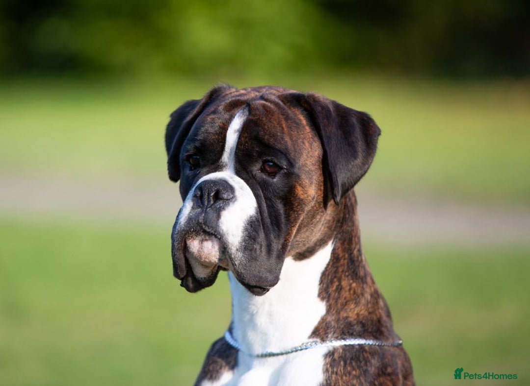 Boxer dogs for stud: Champion Boxer dog at Stud  - Image 4