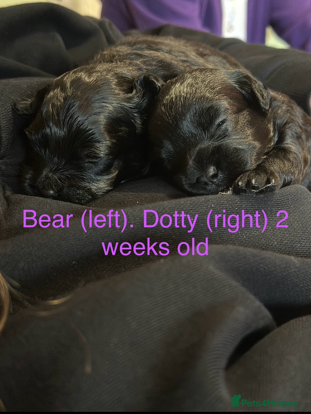 Mixed Breed dogs for sale: Poochon x chipoo small puppies - Image 6