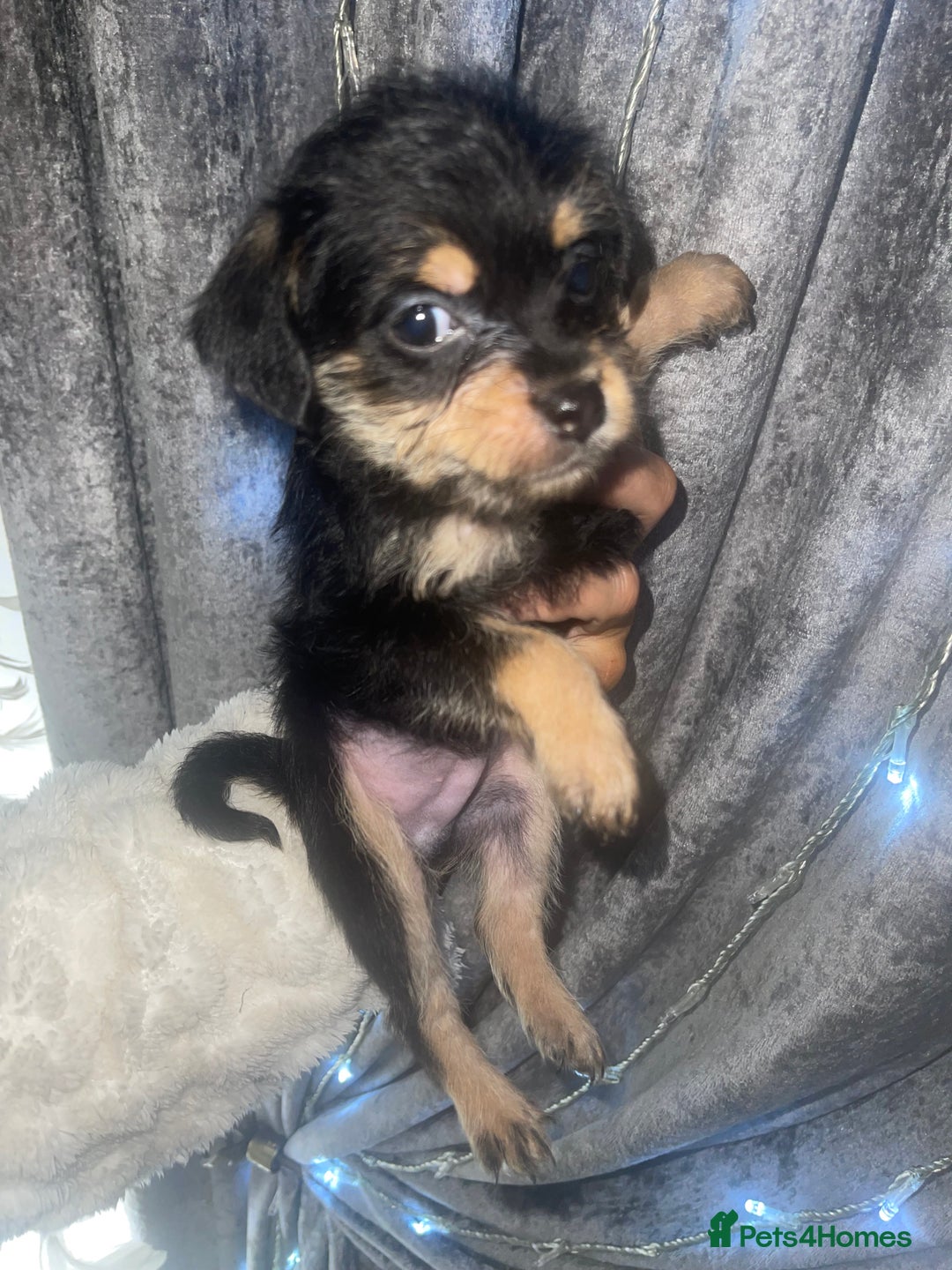 Mixed Breed dogs for sale: Jackapoo/French bulldog  - Advert 4