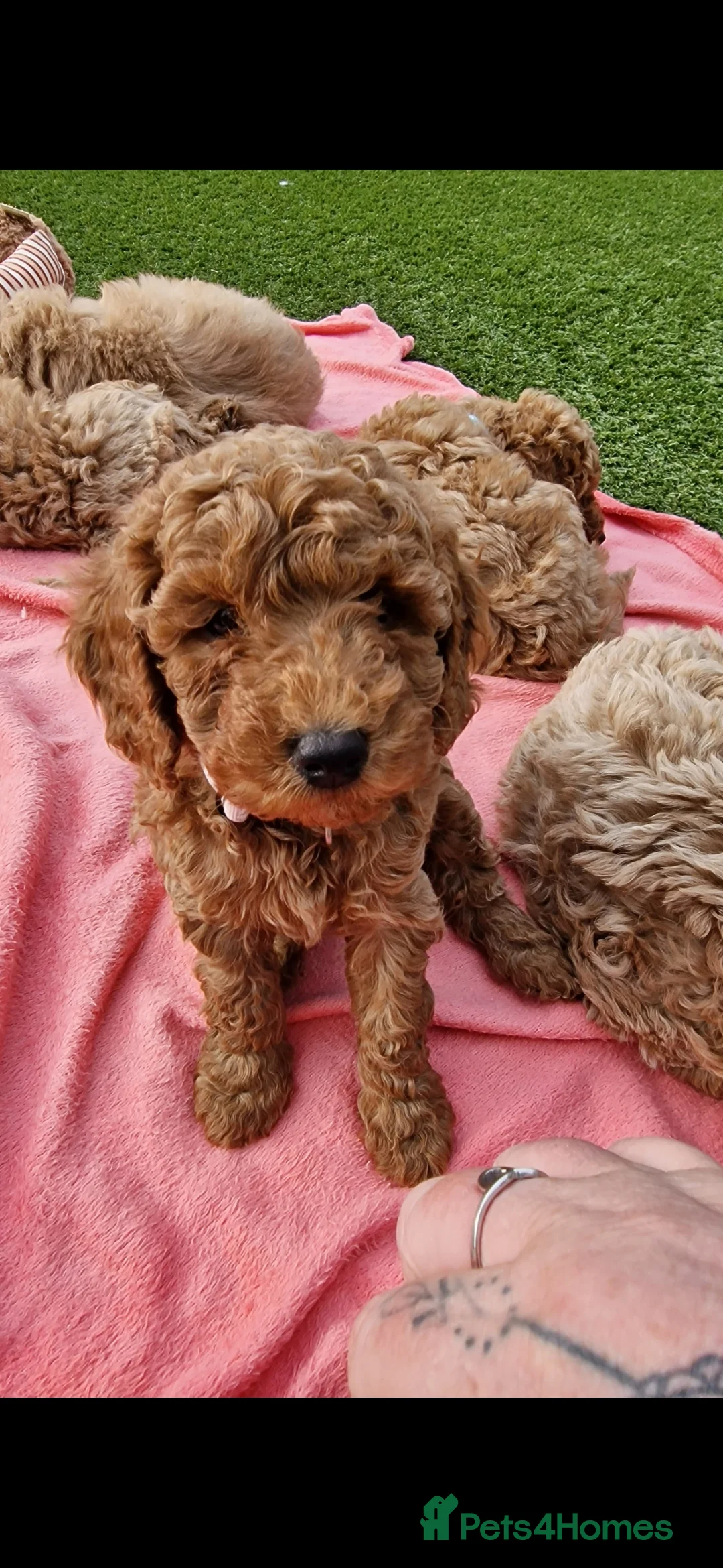 Toy Poodle dogs for stud: toy poodle short notice DNA  tested clear PRA £125 in Nottingham - Advert 11