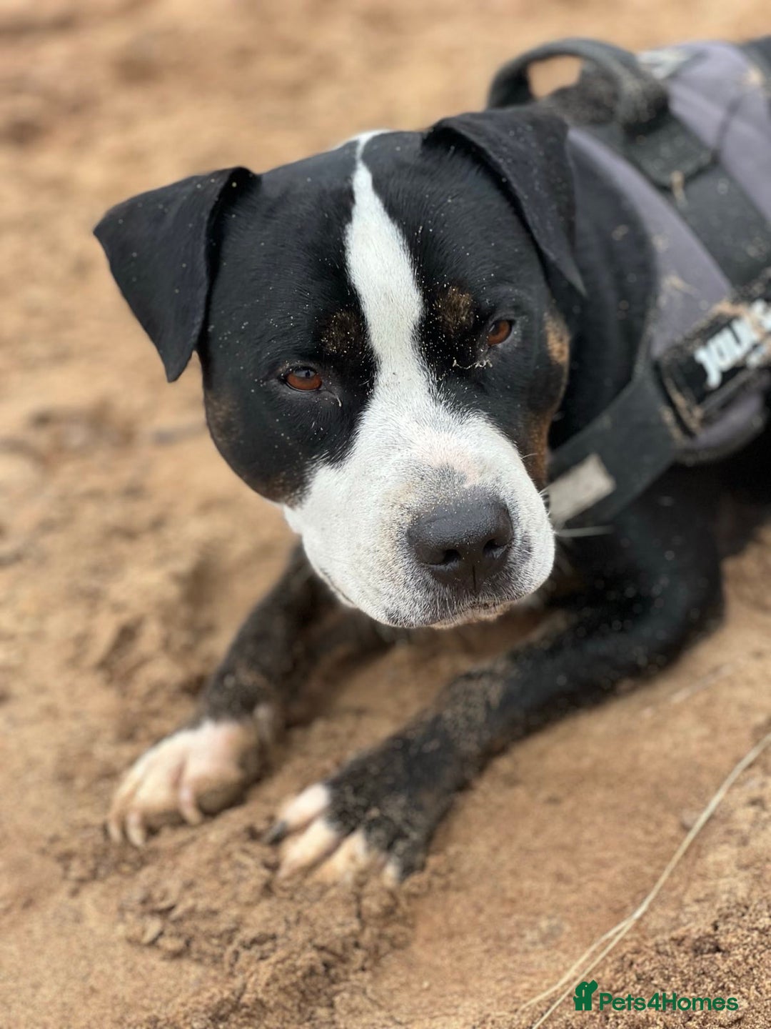 Staffordshire Bull Terrier dogs for sale: Mario – Gentle 5 Year Old Staffy - Advert 2