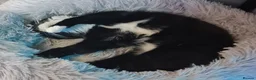 Domestic Shorthair cats for sale: 11 month old female cat looking for new home - Advert 9