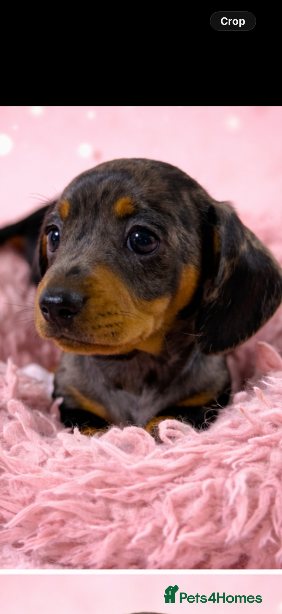 Miniature Dachshund dogs Miniature dachshund puppies 🐶 READY NOW - Advert 2