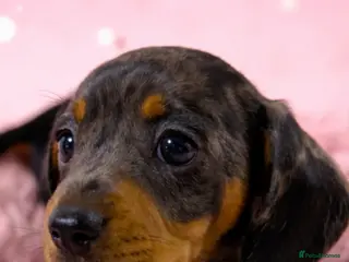 Miniature Dachshund dogs Miniature dachshund puppies 🐶 READY NOW - Advert 2