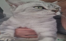 Exotic cats for sale: Need a new home  - Image 4