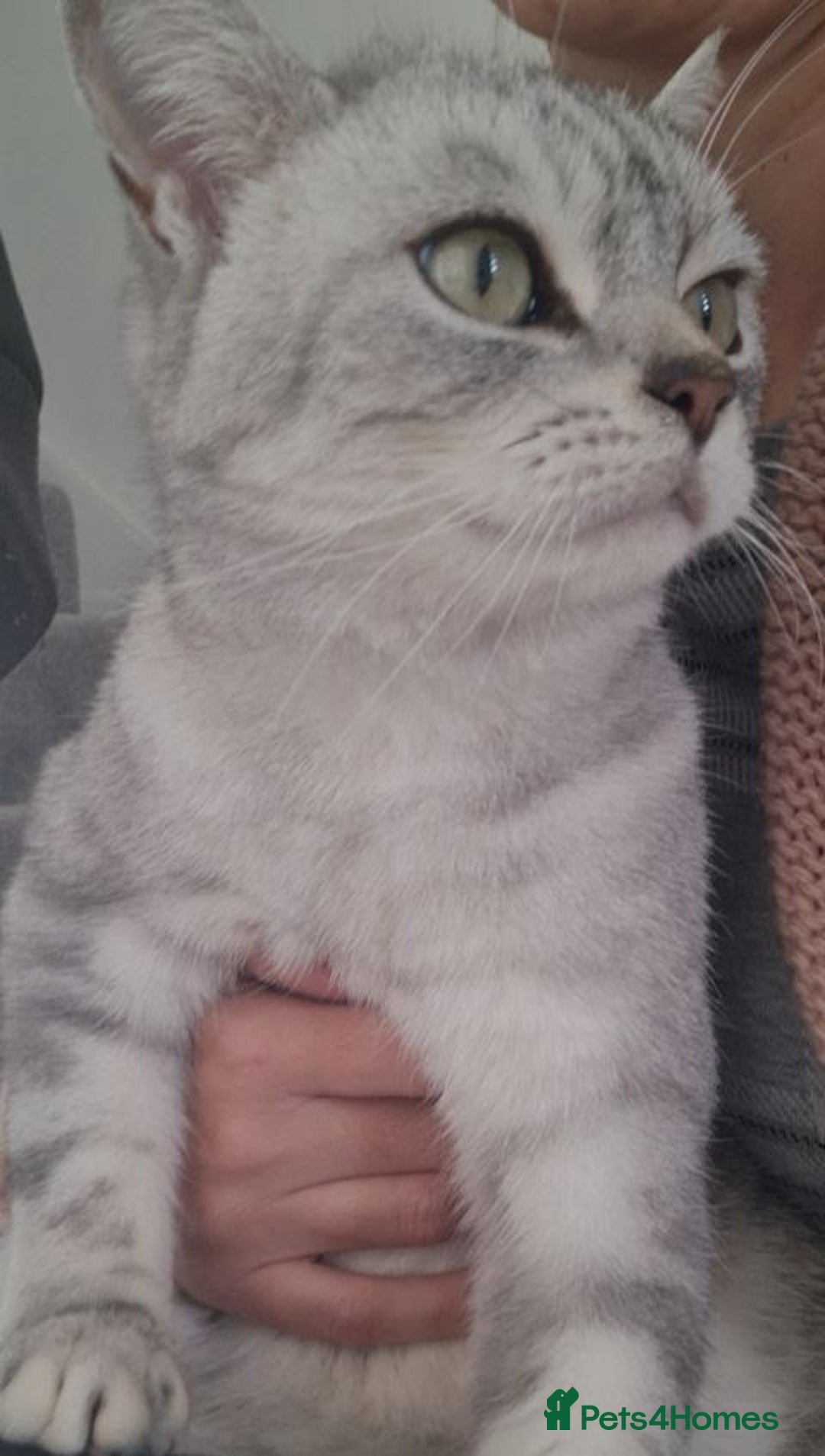 Exotic cats for sale: Need a new home  - Image 4