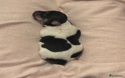 Jack Russell dogs for sale: Jack Russell puppies - Advert 7