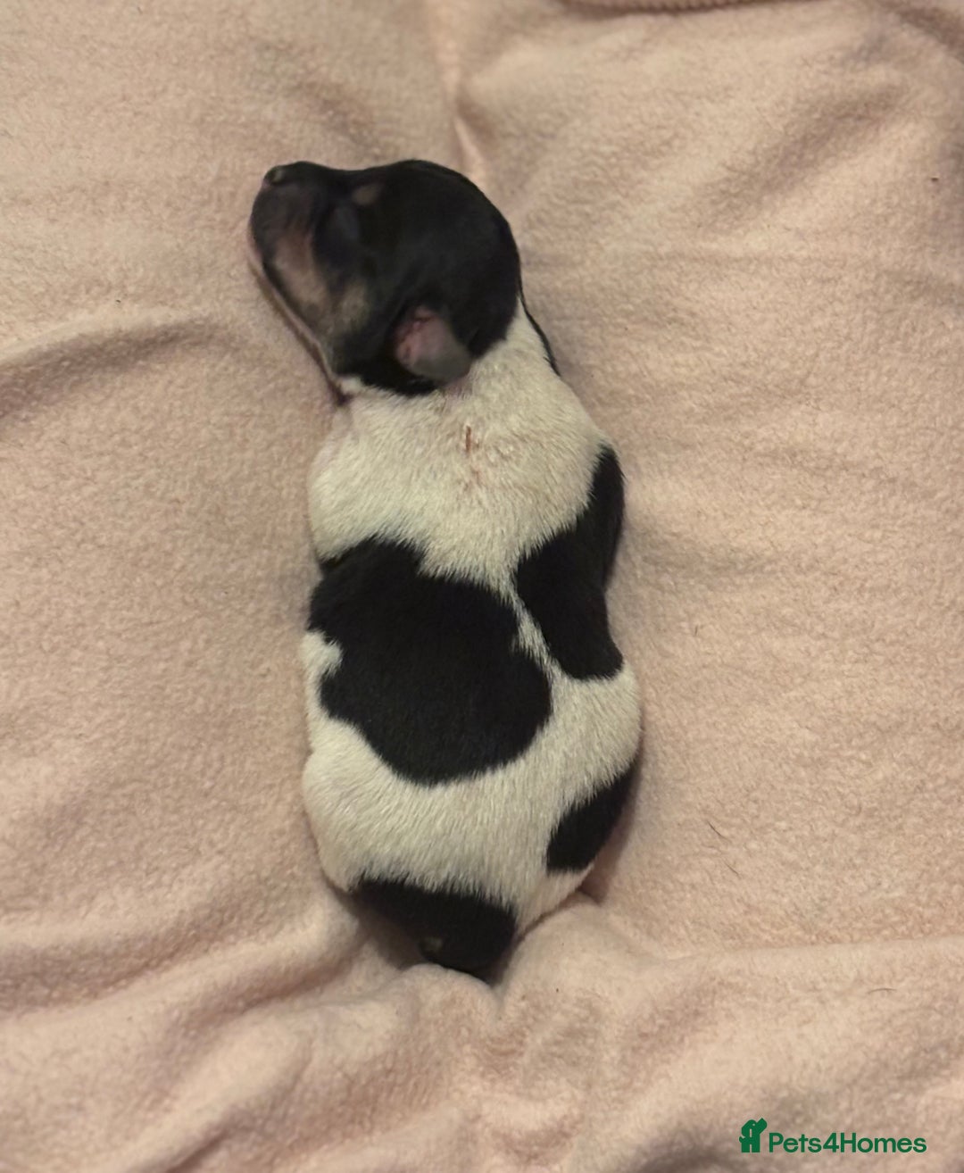 Jack Russell dogs for sale: Jack Russell puppies - Advert 7