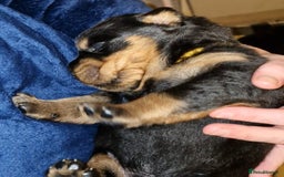 Rottweiler dogs for sale: Beautiful rottweiler puppys  - Image 12