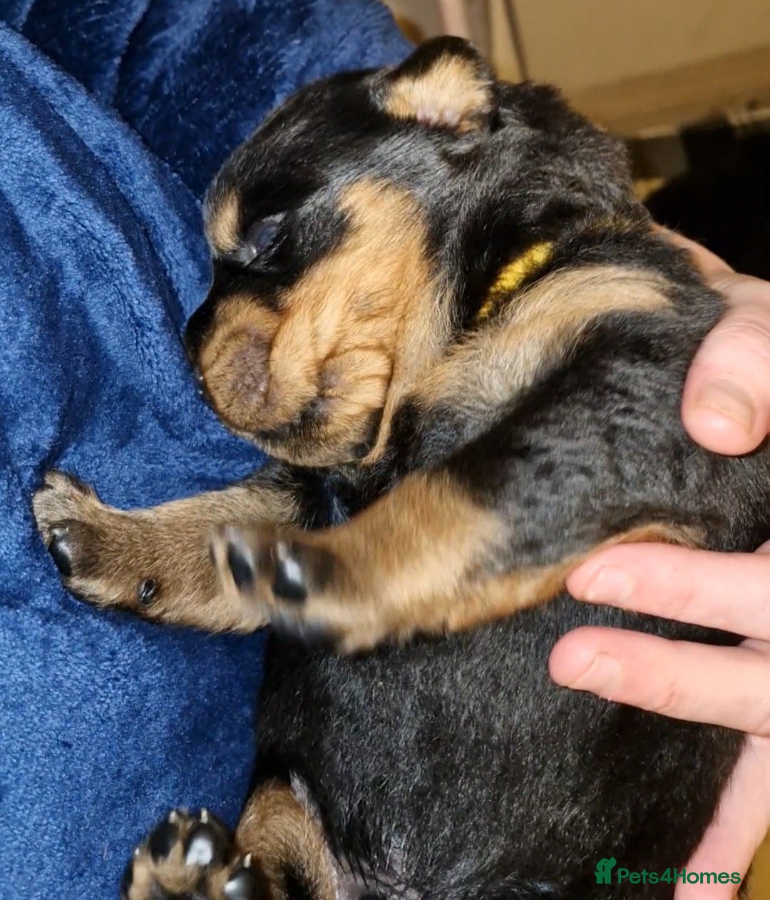 Rottweiler dogs for sale: Beautiful rottweiler puppys  - Image 12