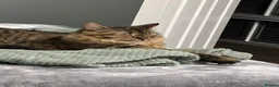 Bengal cats for sale: Beautiful, affectionate lap cat in Rotherham - Advert 3