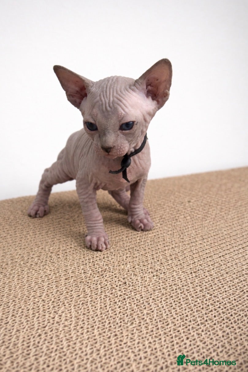 Sphynx cats     Exceptional TICA Sphynx Kittens  - Advert 5