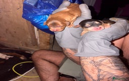 Mixed Breed dogs for sale: ❣️ beautiful Puppie’s ❣️ - Image 20