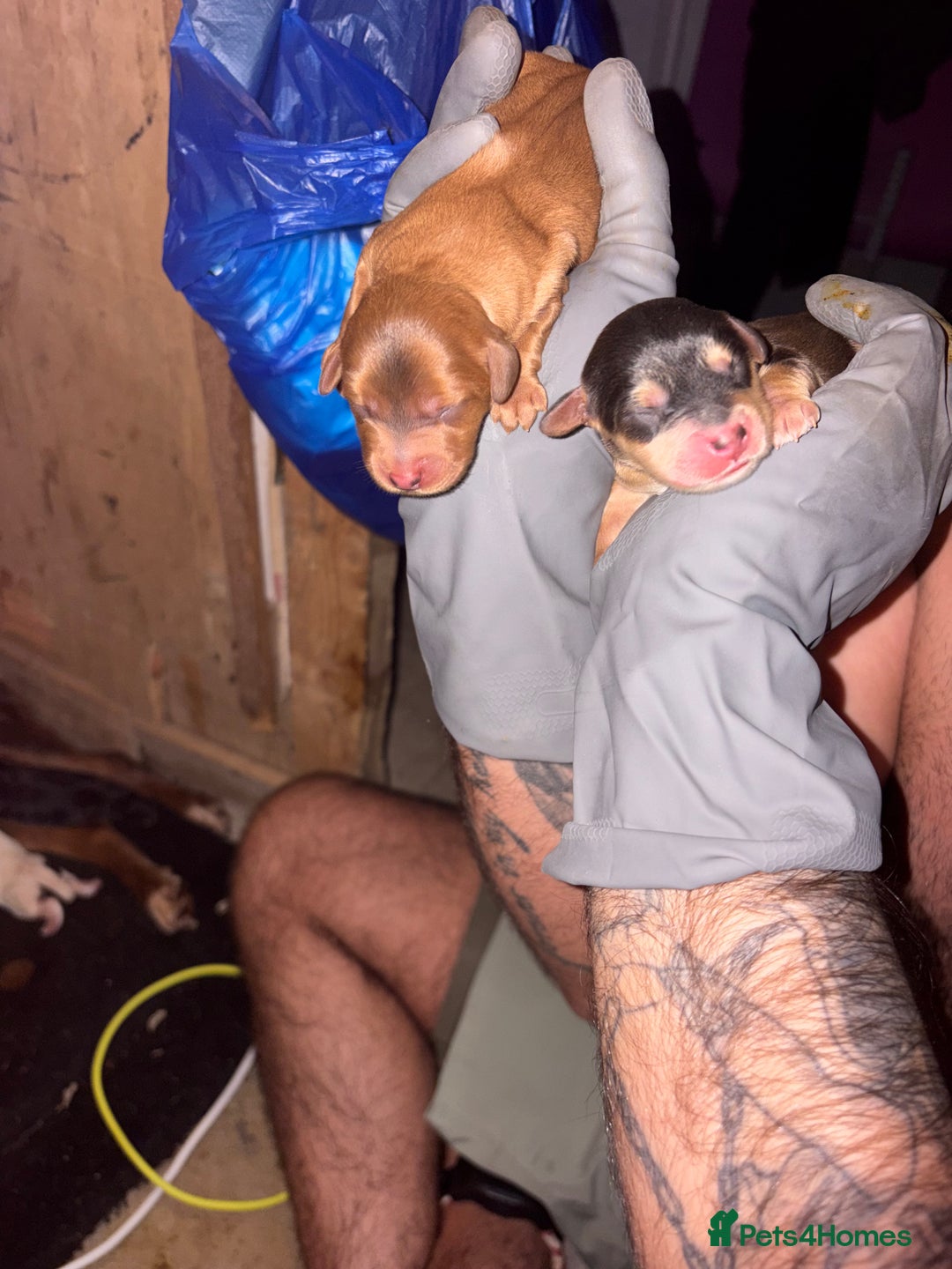 Mixed Breed dogs for sale: ❣️ beautiful Puppie’s ❣️ - Image 20