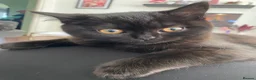 British Shorthair cats for sale: Beautiful British Shorthair Male  - Advert 3