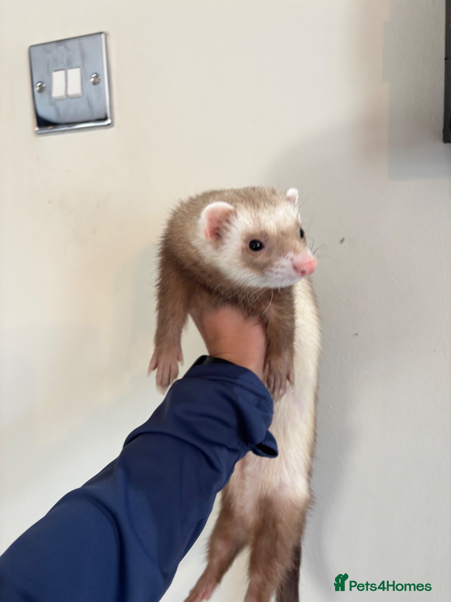 Ferret rodents One year old female Jill Sushi, for rehoming.  - Advert 9