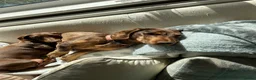 Dachshund dogs for sale: 6 year old Dachshund for rehome - Advert 6