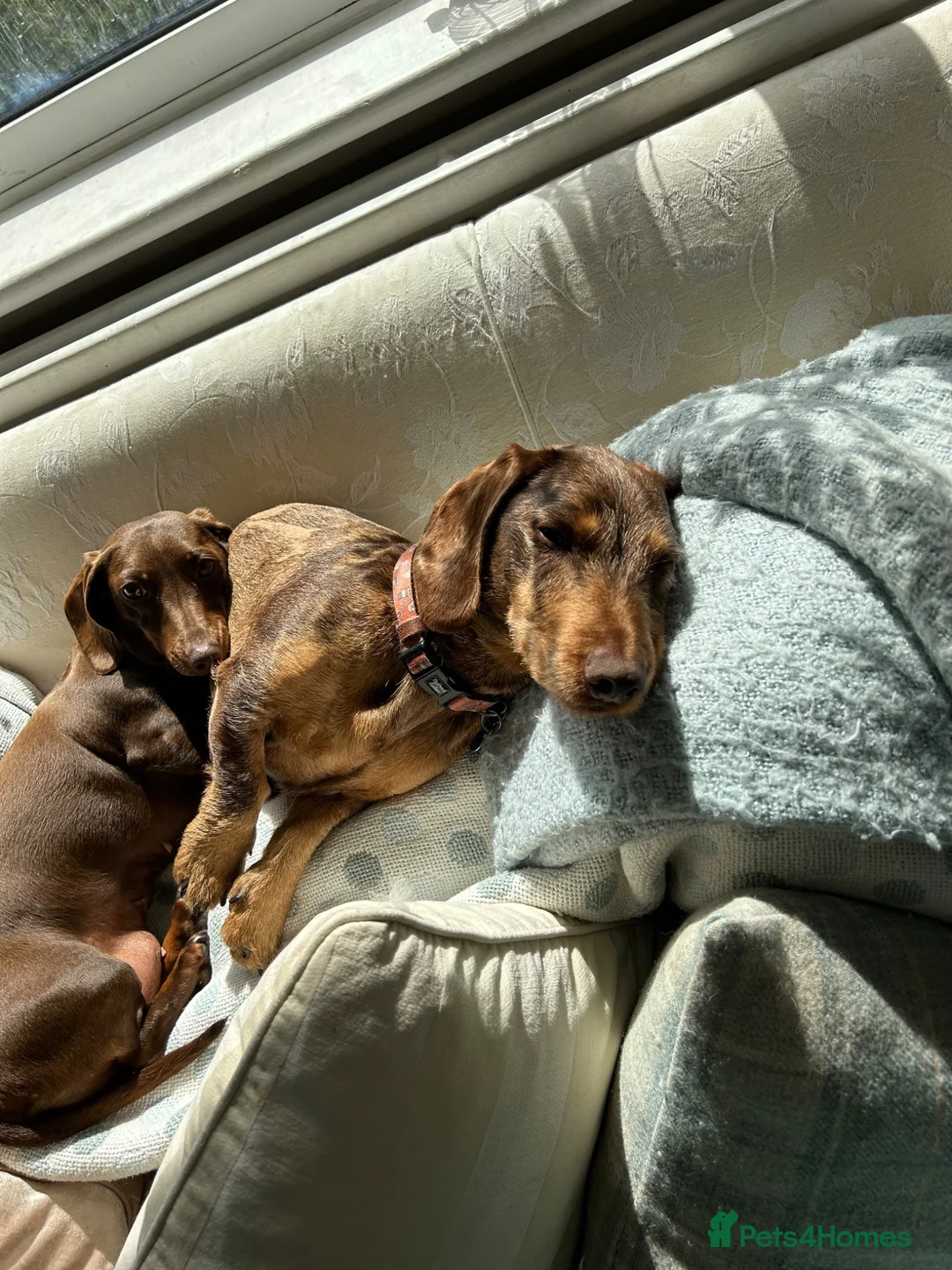 Dachshund dogs for sale: 6 year old Dachshund for rehome - Advert 6