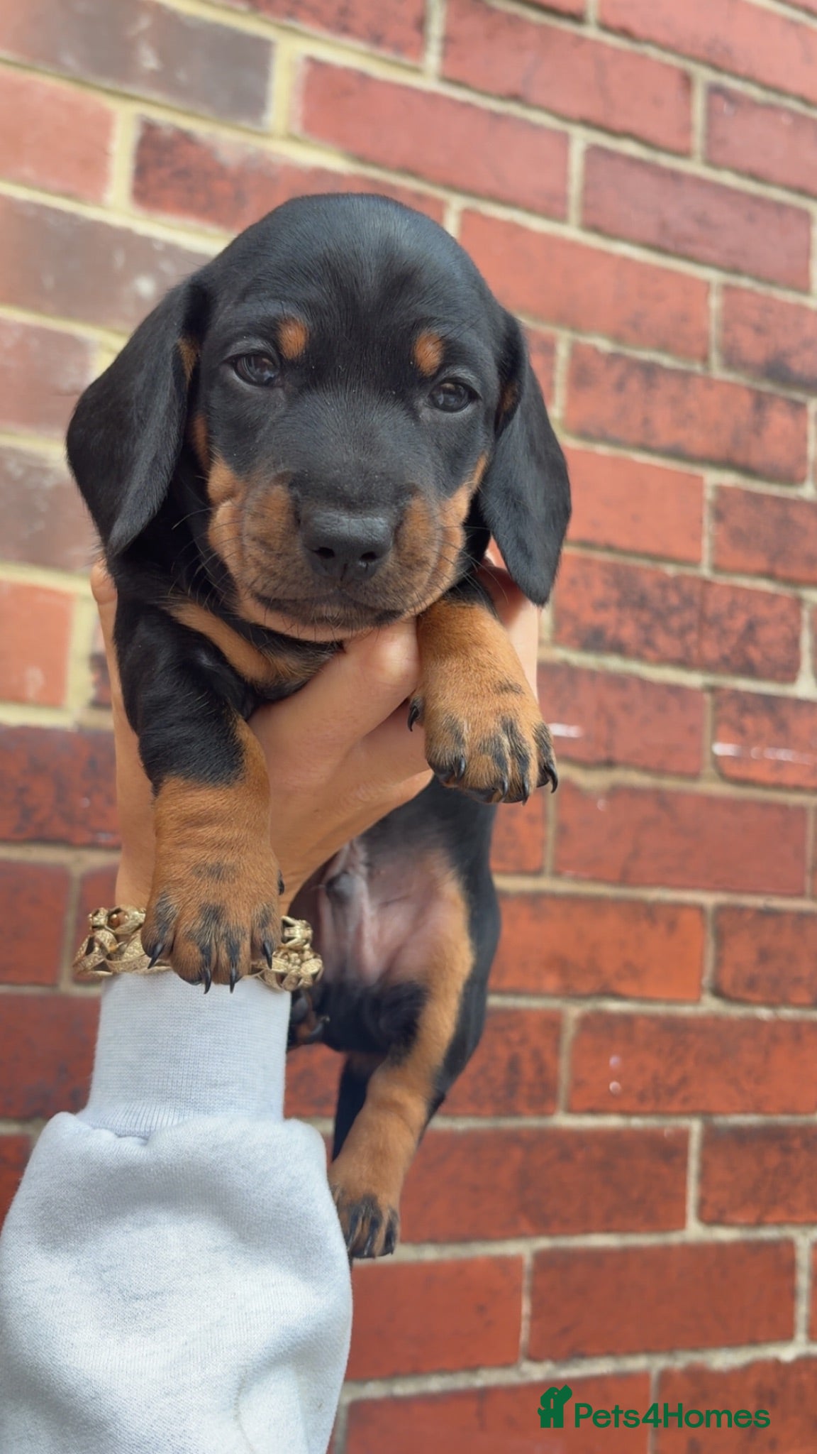 Miniature Dachshund dogs Miniature Dachshunds  - Advert 18