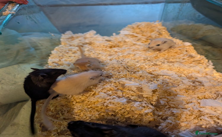 Gerbil rodents - Advert 2